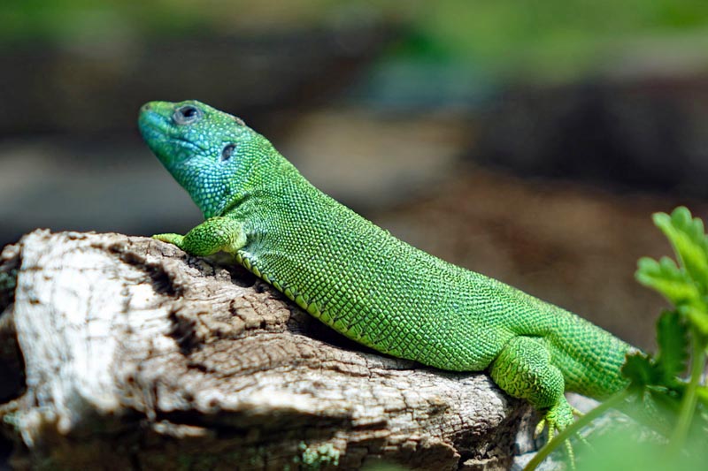 FRANKENHÖHE 26 naturpark frankenhöhe freiland aquarium terrarium stein nürnberg smaragdeidechse