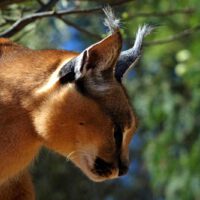 WELCHE ARTEN VON SAFARIS GIBT ES 5 karakal wüstenluchs safari namibia buch ratgeber