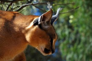 SAFARI IN AFRIKA 11 karakal wüstenluchs safari namibia buch ratgeber