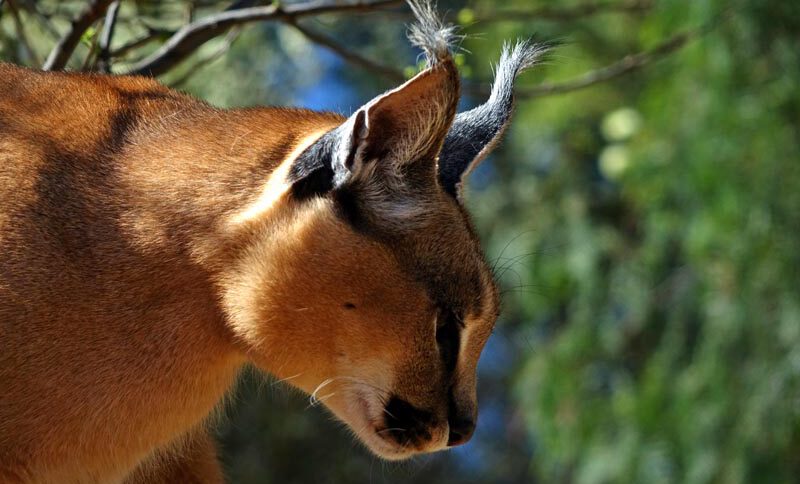 WELCHE ARTEN VON SAFARIS GIBT ES 2 karakal wüstenluchs safari namibia buch ratgeber