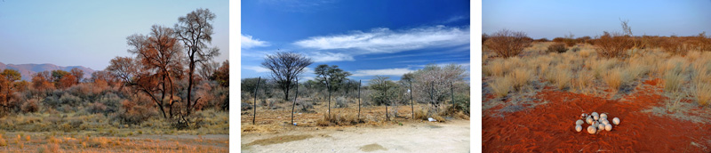 ÜBER UNS 2 naturräume dieser erde savanne steppe prärie tiere pflanzen klima