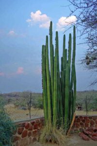 savanne vegetation kaktus pflanzen prärie afrika amerika steppe