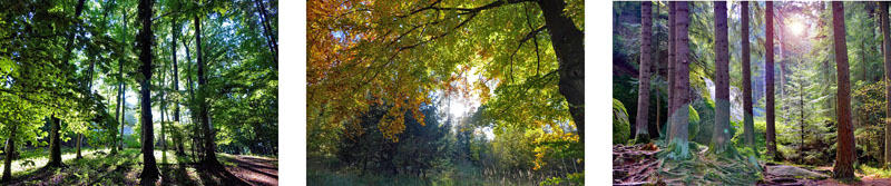 NATURRÄUME 6 naturraum wald klima pflanzen tiere wälder