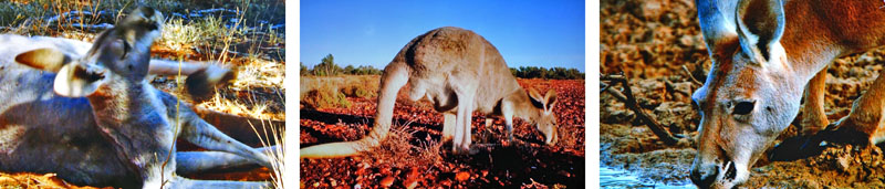 CHECKLISTE FÜR DIE REISE 4 savanne australien kängurus checkliste