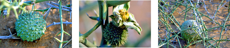 WÜSTE 5 naturraum wüste pflanzen naturräume der erde