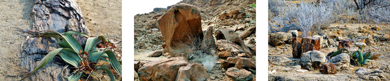 WÜSTE 4 naturraum wüste welwitschia pflanzen