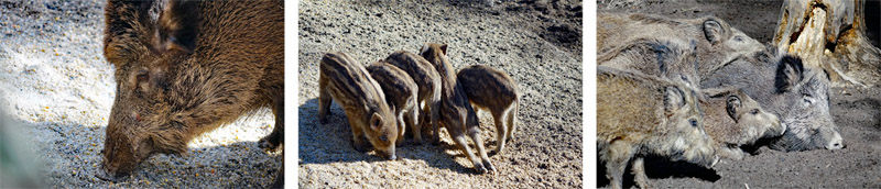 TIER- UND WILDPARKS 3 wildparks wildpark wildgehege hufeisen