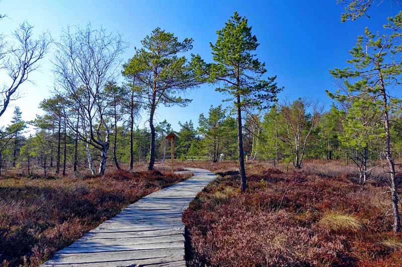 NATURPARKS IN BAYERN 7 schwarzes moor rhön naturpark naturparks bayern ausflug wandern