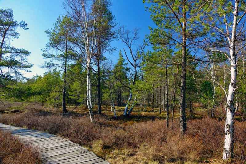 schwarzes moor rhön moorlehrpfad
