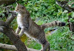 wildkatzendorf hütscheroda thüringen wildpark wildkatze