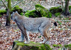 wildparks tierpark zoo tiergarten deutschland