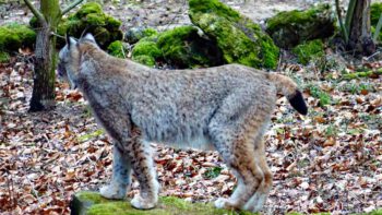 Permalink zu:TIER- UND WILDPARKS