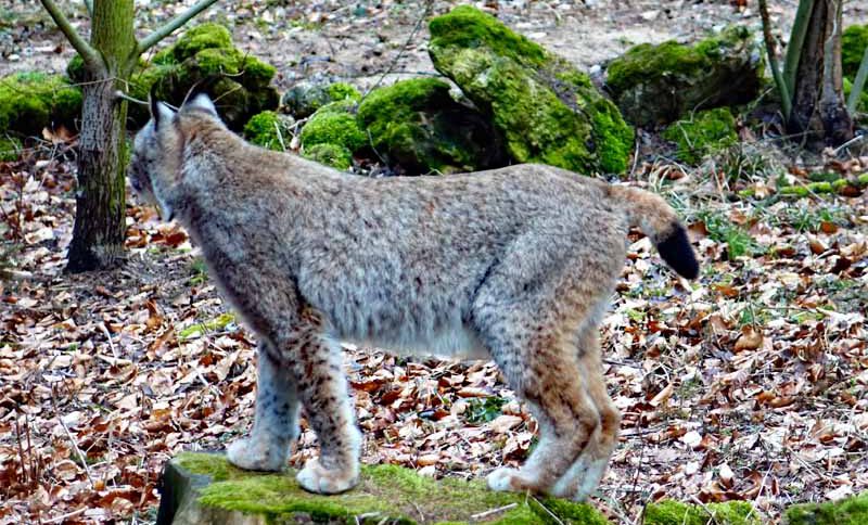 TIER- UND WILDPARKS 2 wildparks tierpark zoo tiergarten deutschland