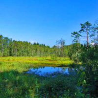 Naturschönheiten in der Oberpfalz - Moorlehrpfad Prackendorfer und Kulzer Moos 38 familie kinder ausflug kulzer moos moor oberpfalz bayern ausflug