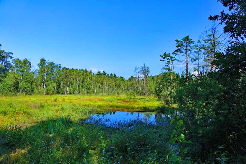 NATURPARKS IN BAYERN 17 familie kinder ausflug kulzer moos moor oberpfalz bayern ausflug