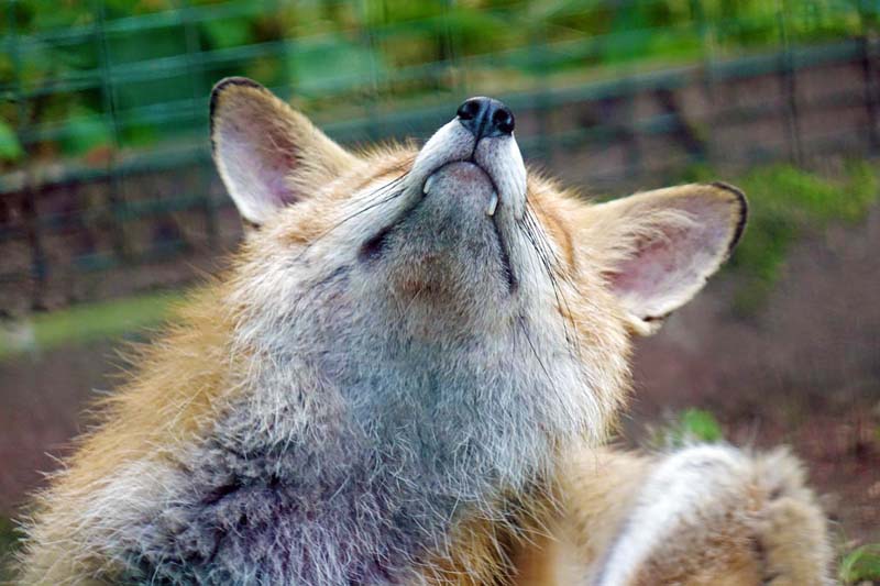 AUSFLÜGE 7 tierpark wildpark wildgehege zoo deutschland