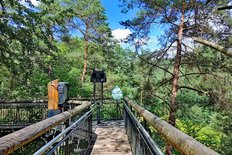 DAHNER FELSENLAND 6 baumkronenpfad fischbach pfälzerwald dahn felsenland