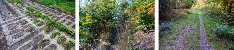 FRANKENWALD 9 grünes band deutschland thüringen urwaldpfad hirschberg kolonnenweg