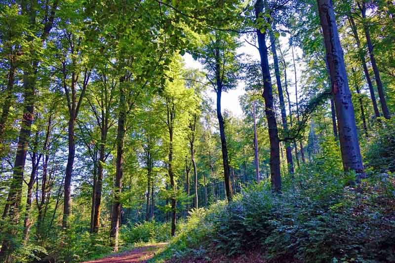 WÄLDER IN BAYERN 4 naturparks in bayern ausflugsziele wanderungen wälder in bayern