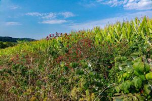 FRANKENWALD 5 naturpark frankenwald bayern franken oberfranken