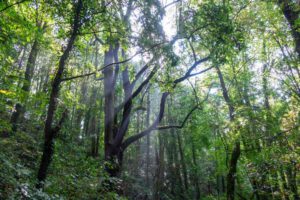 NATURRÄUME 9 naturpark naturraum augsburg westliche wälder wald