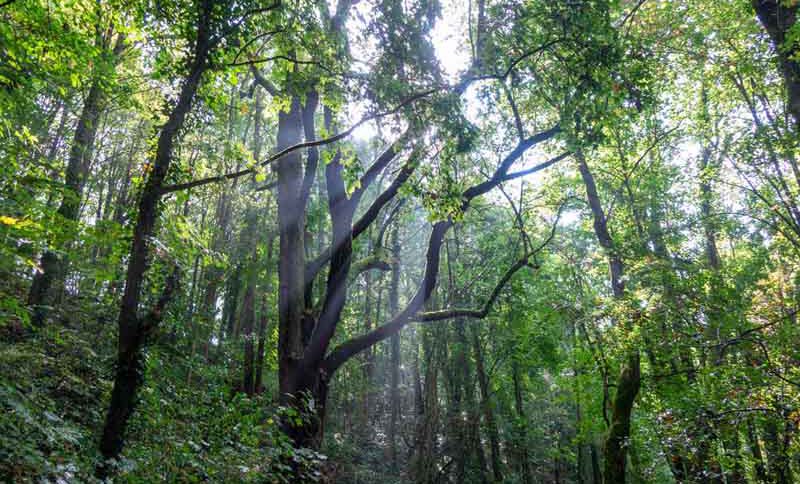 WÄLDER IN BAYERN 2 naturpark naturraum waelder augsburg westliche wälder wald