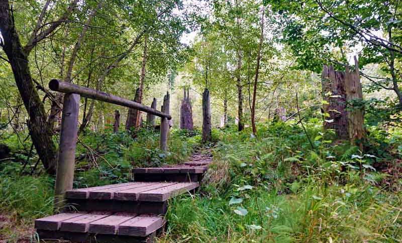 Von der Racheldiensthütte zum Rachelsee 2 naturparks in bayern bayerischer wald