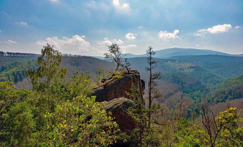 nationalpark harz naturraum wald urwald wildnis deutschland