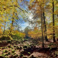 Rauher Kulm: Naturwunder Vulkan 4 faszination wald wälder deutschland rauher kulm bayerns wälder
