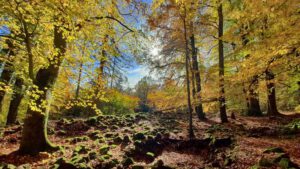 faszination wald wälder deutschland rauher kulm bayerns wälder