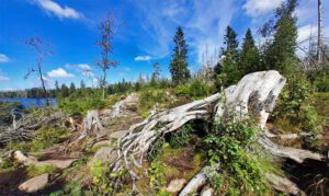 rundweg um den oderteich nationalpark harz