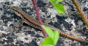 DAHNER FELSENLAND 14 dahner felsenland pfälzerwald wandern ausflugsziele tipps infos
