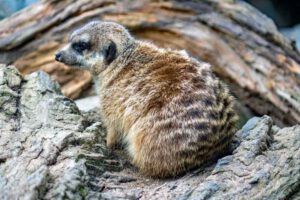 tierpark tiergarten wildpark ausflug kinder familie deutschland
