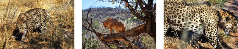 MIT DEM MIETWAGEN DURCH NAMIBIA? 3 afrika namibia savanne wüste tiere raubtiere katzen