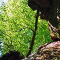 MIT KINDERN IN DEN WALD 26 mit kindern in den wald in bayern deutschland