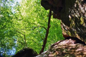 mit kindern in den wald in bayern deutschland