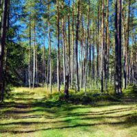 ERHOLUNGSGEBIET WALD 28 naturraum wald wälder in bayern infos