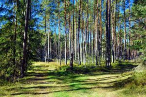 WÄLDER IN BAYERN 5 naturraum wald wälder in bayern infos