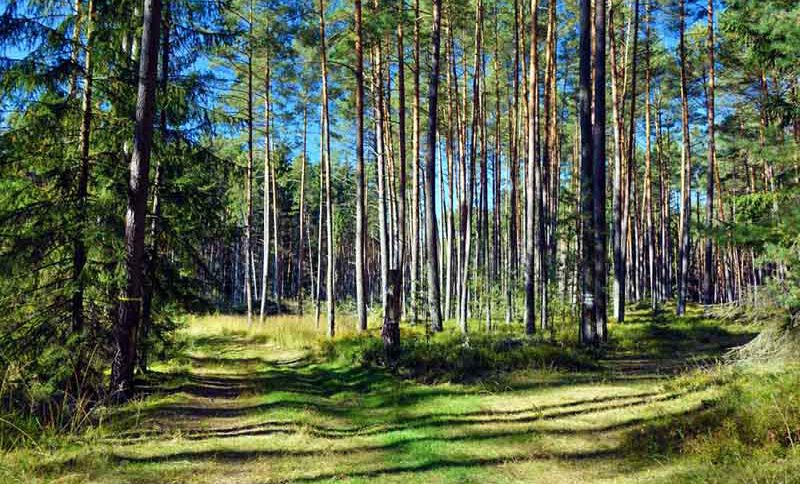 naturraum wald wälder in bayern infos