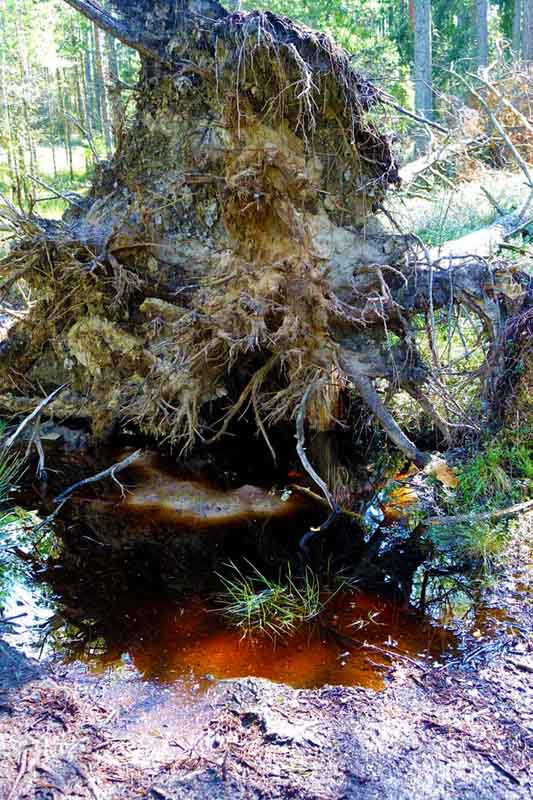 STORE MOSSE NATIONALPARK 10 ausflugsziele wandern schweden moor nationalpark store mosse smaland