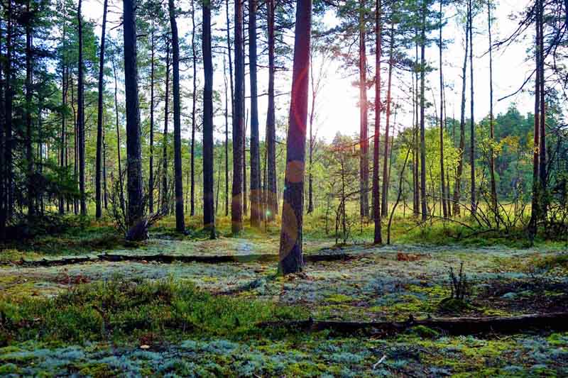 STORE MOSSE NATIONALPARK 9 moore in südschweden store mosse