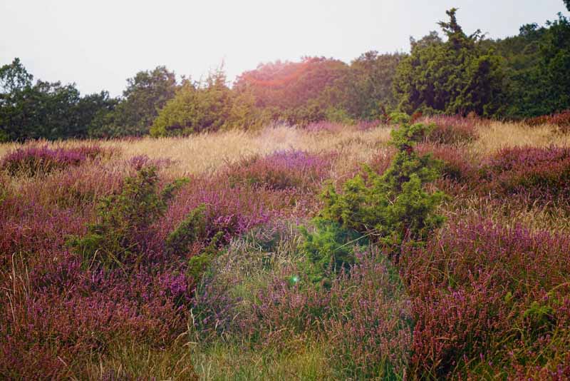 STENSHUVUD NATIONALPARK 4 schweden nationalpark stenshuvud heide