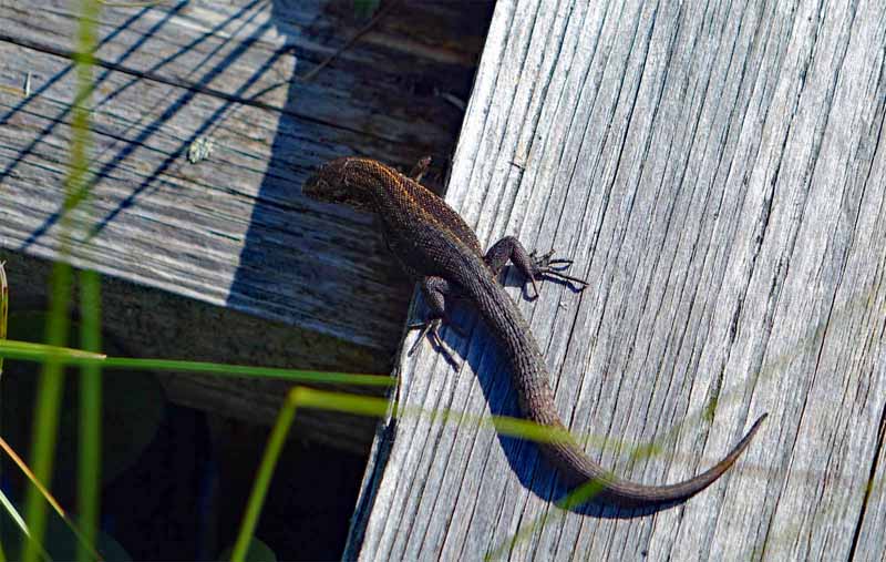 STORE MOSSE NATIONALPARK 6 eidechse store mosse nationalpark schweden smaland