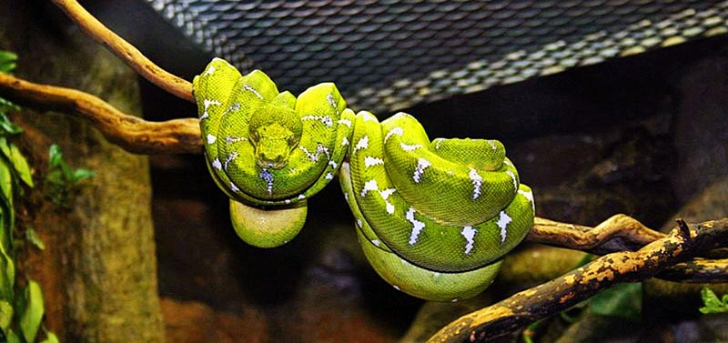STANLEY PARK & VANCOUVER AQUARIUM 8 schlange vancouver aquarium kanada