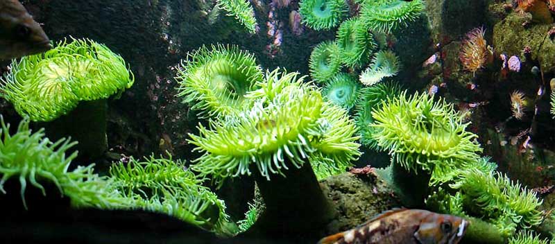 STANLEY PARK & VANCOUVER AQUARIUM 7 vancouver aquarium kanada british columbia