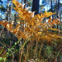 BAYERNS WÄLDER - Ein paar Fakten 12 bayerns wälder wald bayern infos fakten