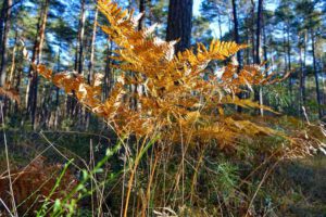 bayerns wälder wald bayern infos fakten