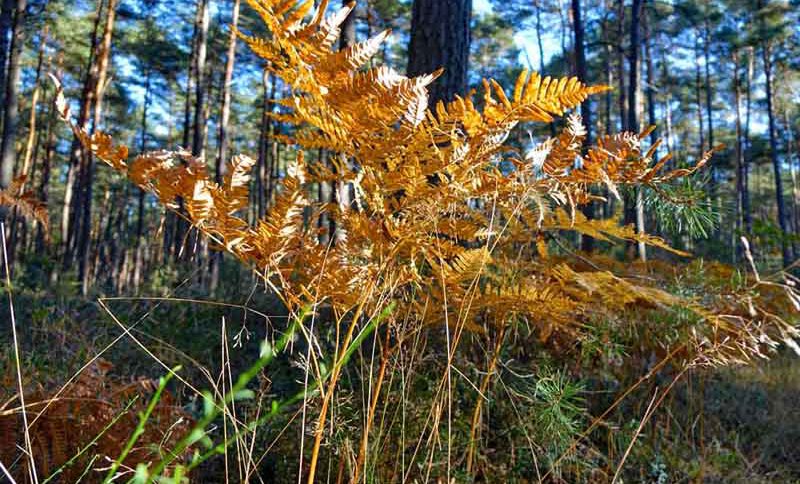 bayerns wälder wald bayern infos fakten