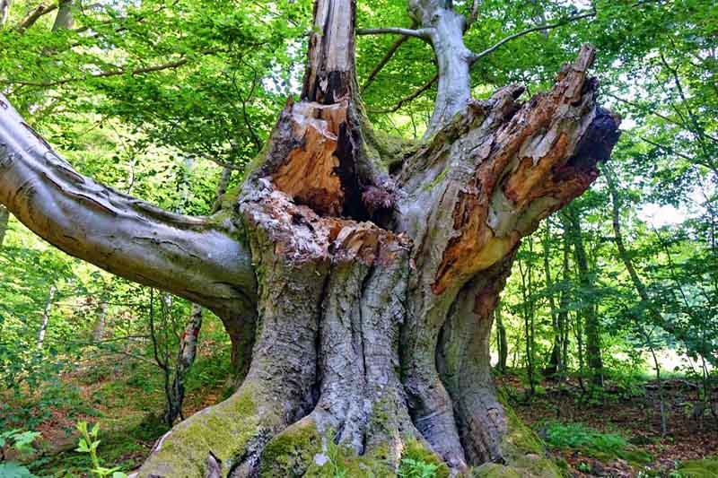 Urwald in Deutschland 7 urwald deutschland lösershag biosphärenreservat rhön