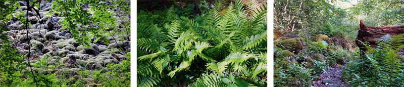 Urwald in Deutschland 4 urwald lehrpfad lösershag rhön wildnis deutschland